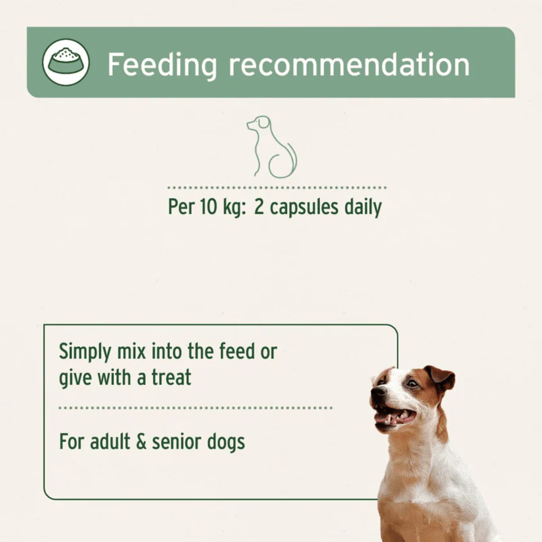 AniForte Devil's Claw Capsules - Image 3