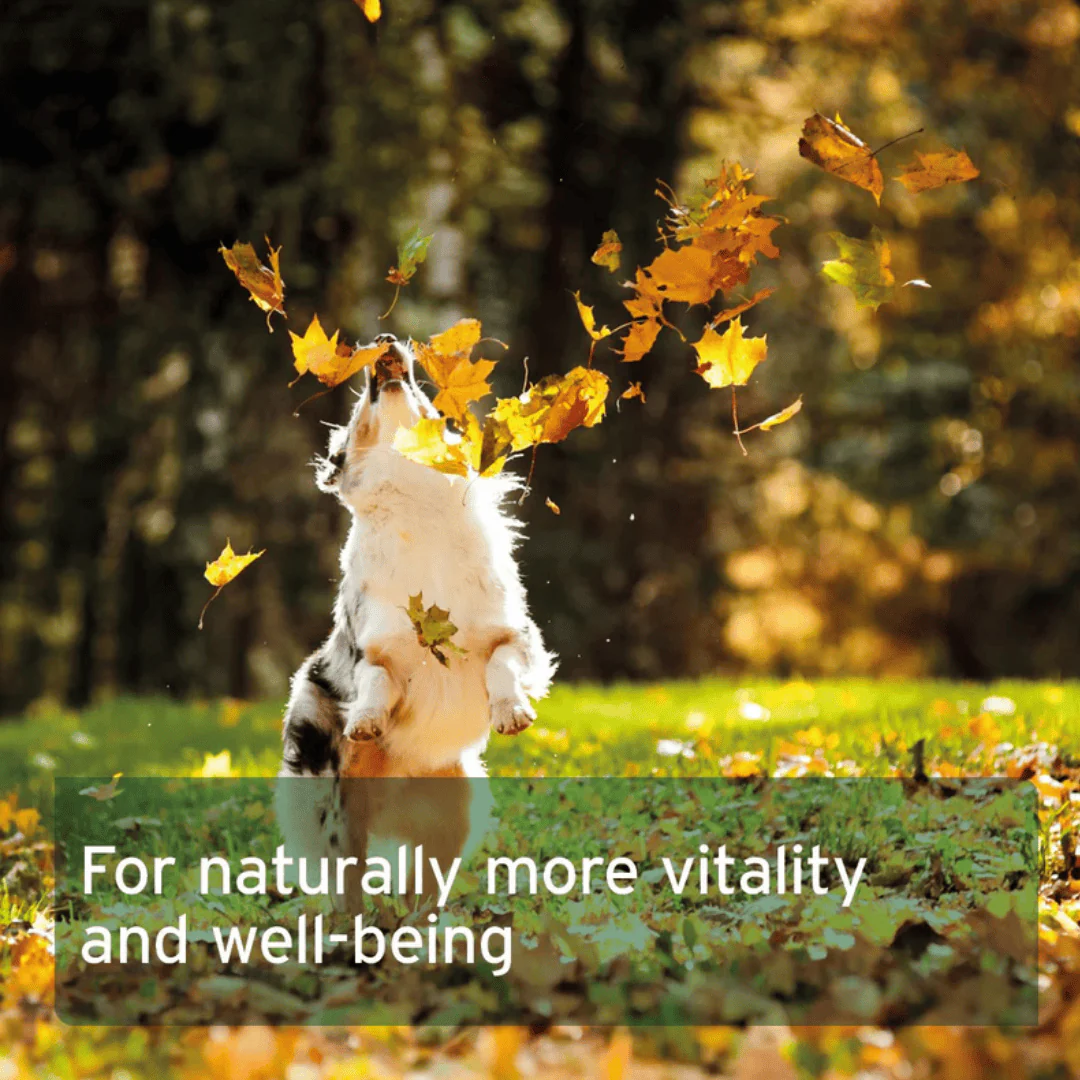 Aniforte Salmon Oil Capsules - Image 3