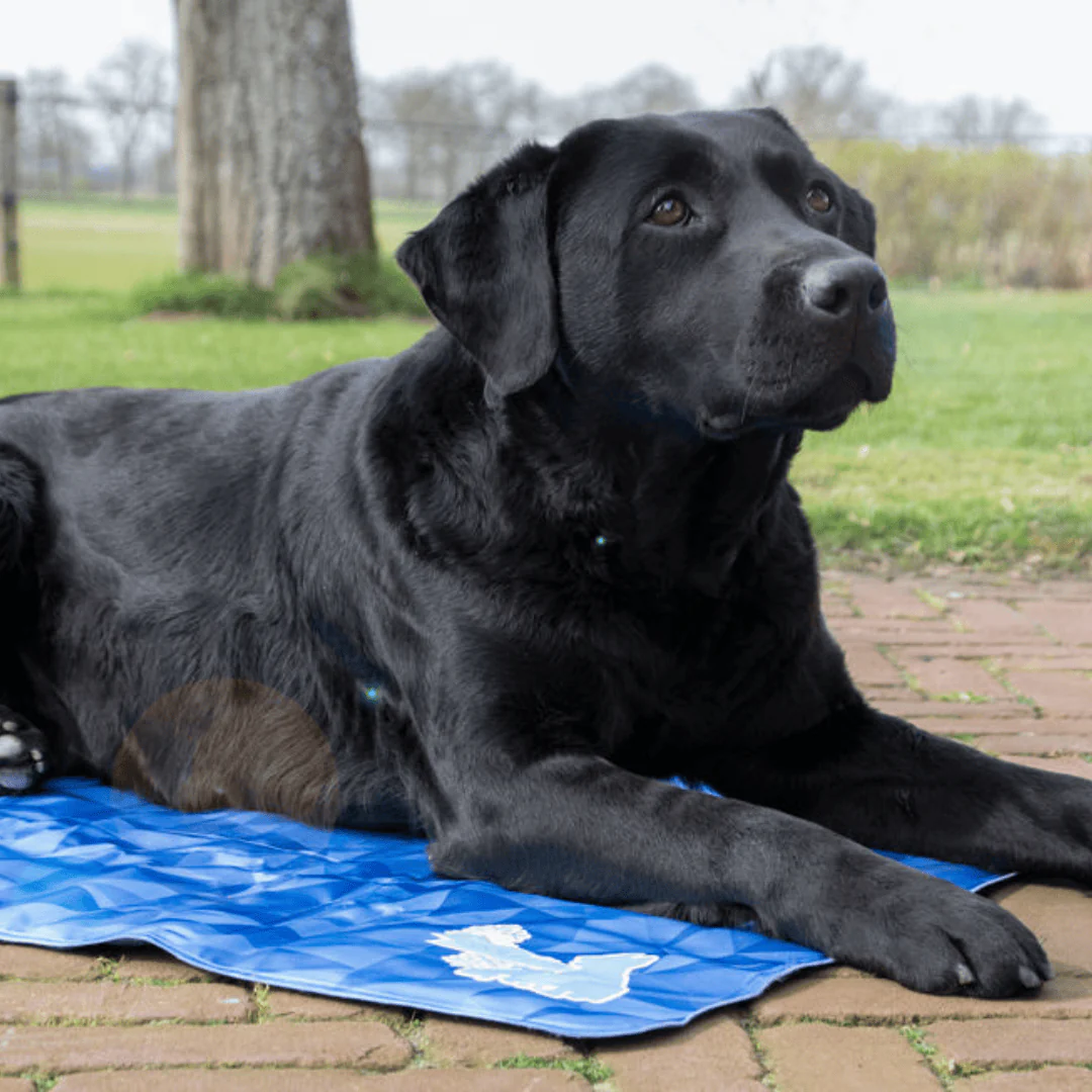 Dog Cooling Mat - Image 3