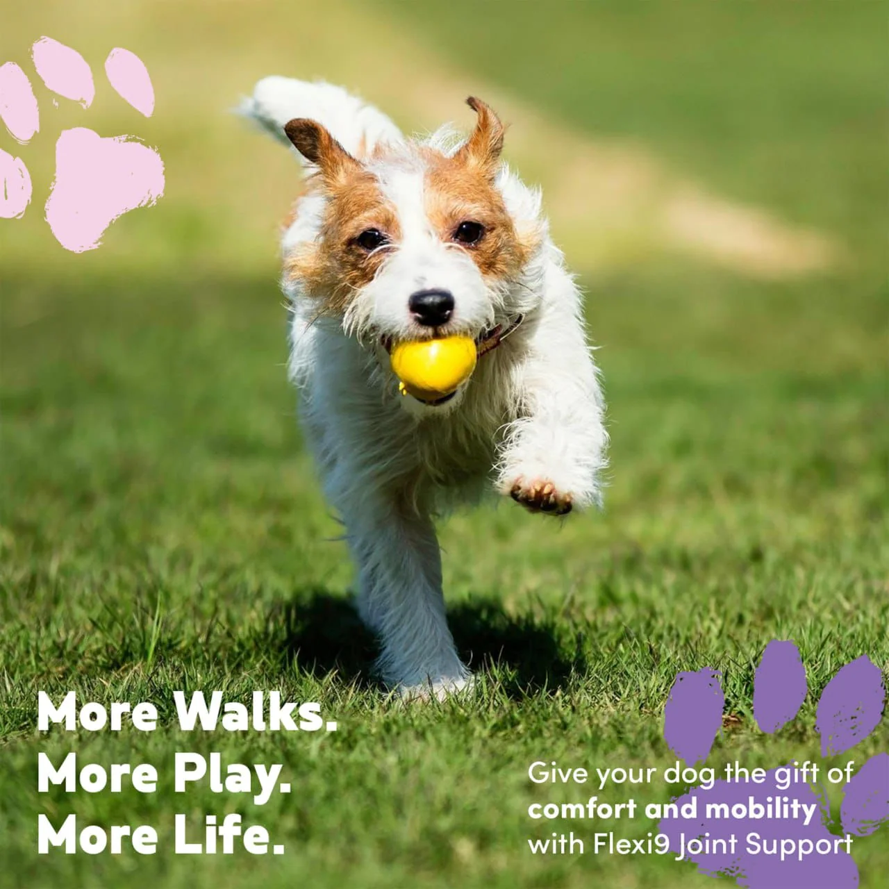 Flexi9 - Joint Chews - Image 5