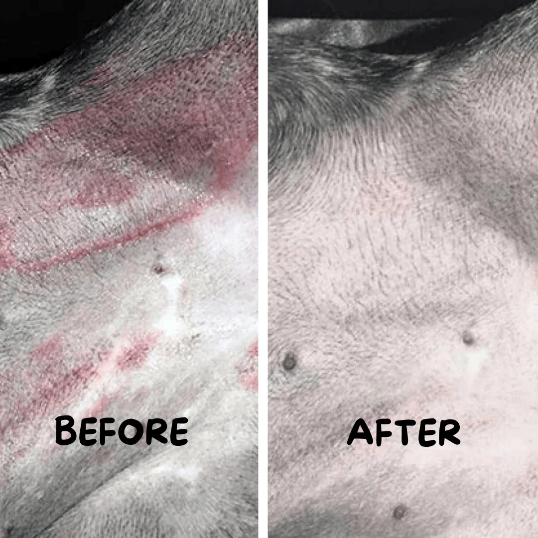 Natural Dog Company Skin Soother - Image 6