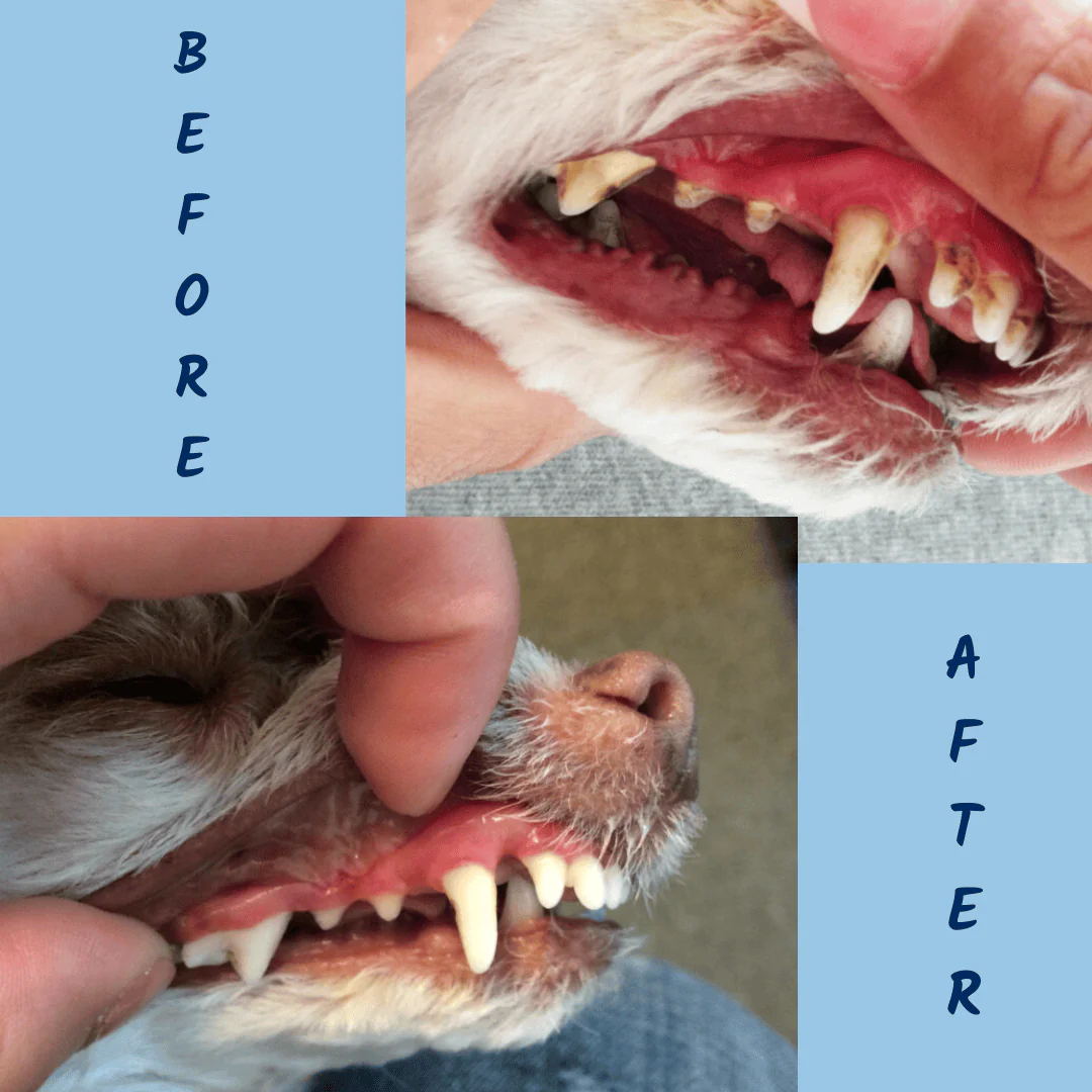 ProDen PlaqueOff Dental Powder - Image 3