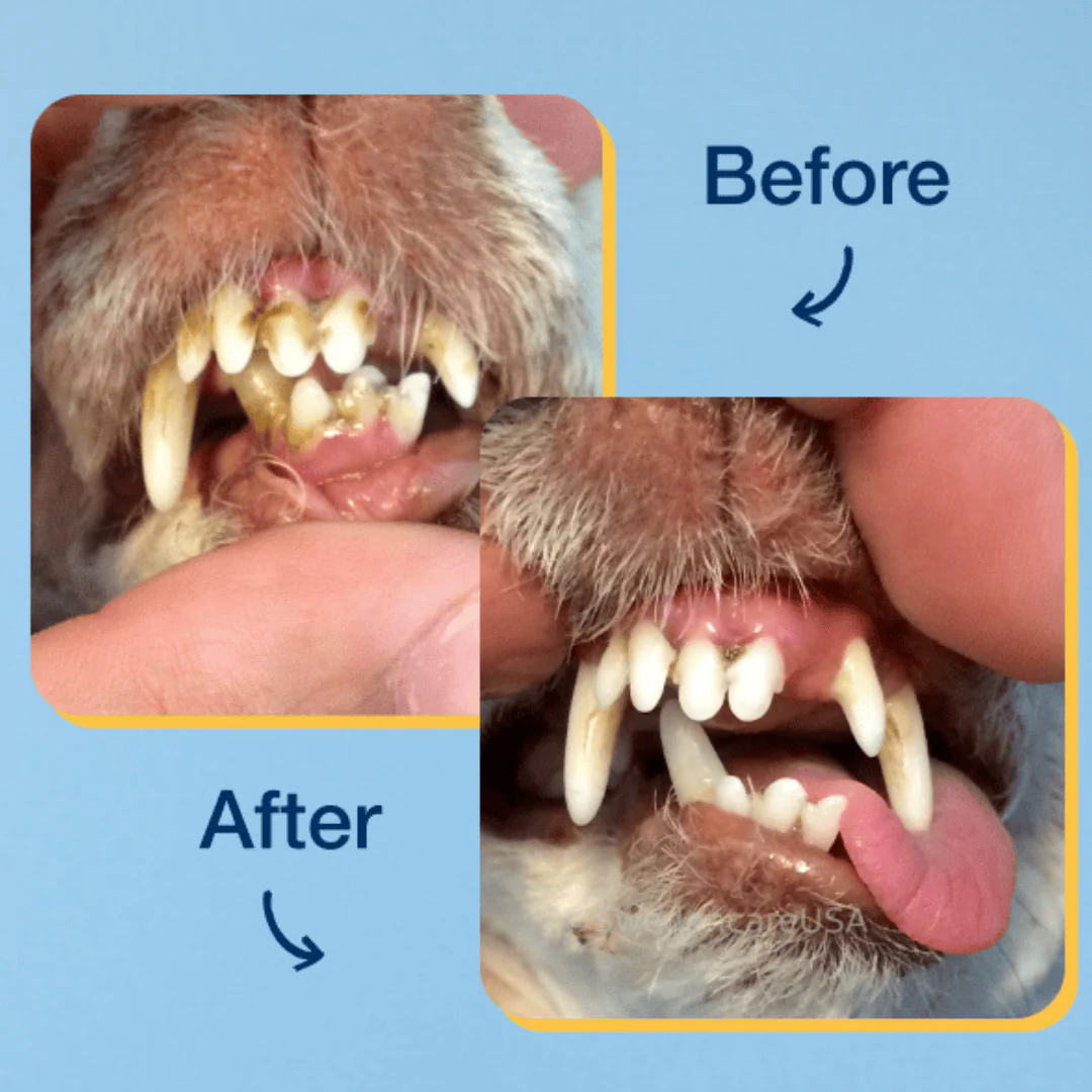 ProDen PlaqueOff Dental Powder - Image 4