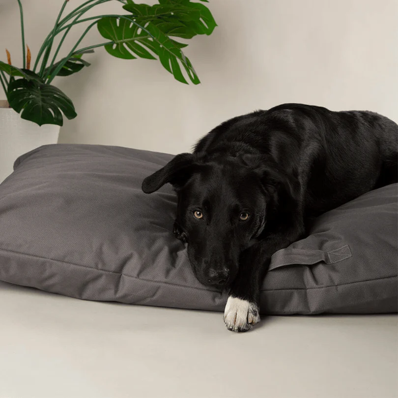 Scruffs Expedition Orthopaedic Pillow for Dogs - Image 8